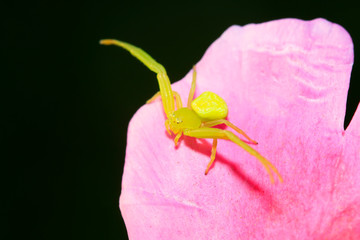 green crab spiders on red flowers