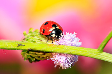 lady beetle eat aphids on the plant