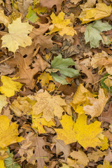 Gelb verfärbtes Herbstlaub