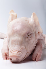 Raw suckling pig on a light background