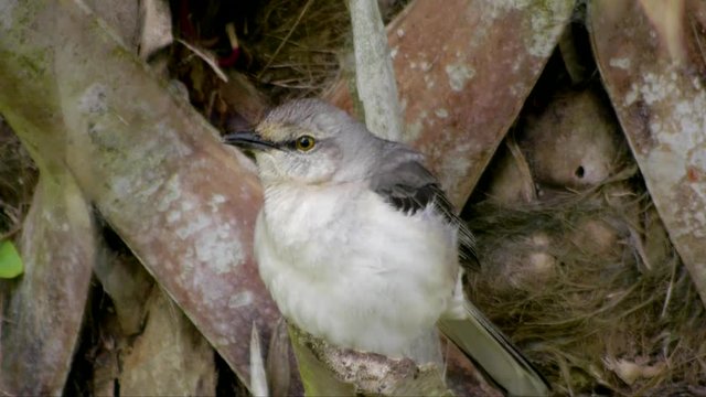 Mockingbird
