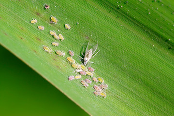 Hormaphidae on green leaves