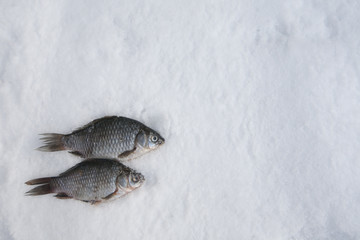 Fish in the snow. The first fishing of the winter season. winter background