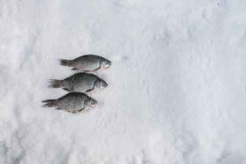 Fish in the snow. The first fishing of the winter season. winter background