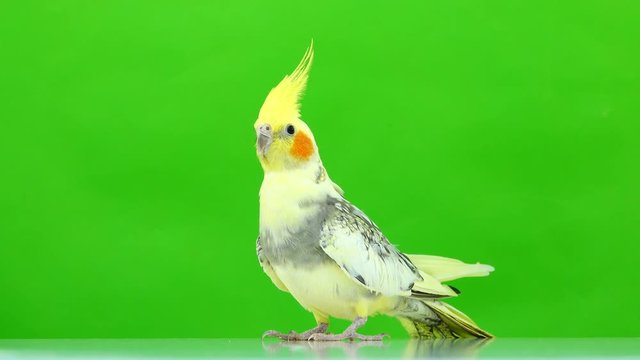 Corella parrot isolated on green screen