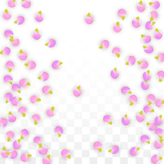 Vector Realistic Pink Petals Falling on Transparent Background.  Spring Romantic Flowers Illustration. Flying Petals. Sakura Spa Design. Blossom Confetti.