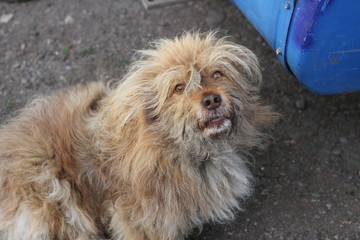 shaggy dog