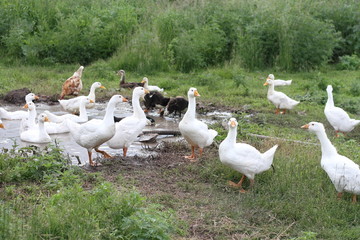 geese in nature by the reservoir