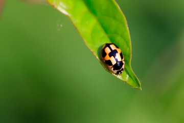 ladybird