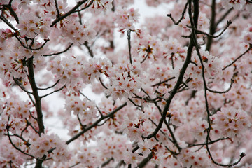 春と桜