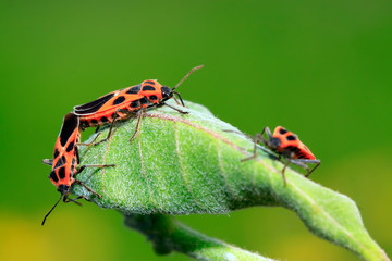 lygaeidae insect mating on green leaves