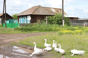 geese in the village