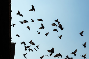 Silhouette of flock of birds on a blue sky.