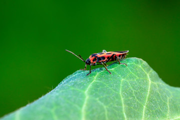 lygaeidae insect