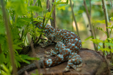 Tokay gecko resting. The tokay gecko (Gekko gecko) is a nocturnal arboreal gecko in the genus Gekko.