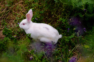 white rabbit in the grass