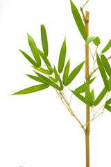 green leaves of bamboo and branch diagonally on white background