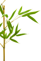 green leaves of bamboo and branch diagonally on white background