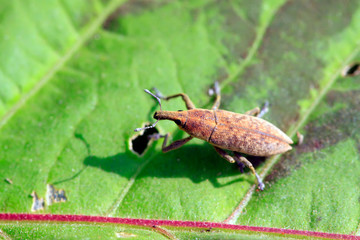 weevil