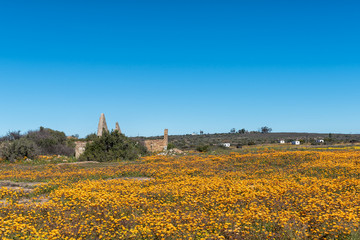 Fototapeta na wymiar Historic ruin and wildflowers at Groenrivier near Nieuwoudtville