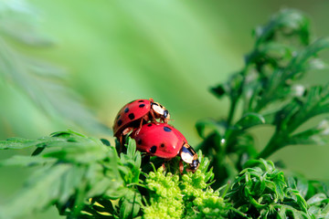 Harmonia axyridis mating on green plant