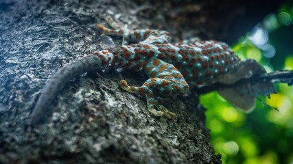 Tokay gecko sticks in a tree. The tokay gecko (Gekko gecko) is a nocturnal arboreal gecko in the...