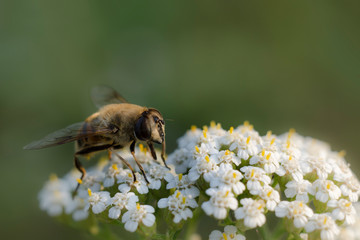 Closeup of an insect on a white flower