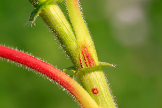 red smartweed stem