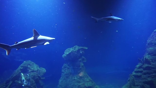 Underwater life in ocean or see showing how sharks stingrays and smaller fish behave themself in natural inviroment. Dark blue water