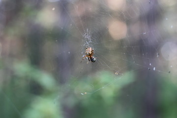 spider web with prey