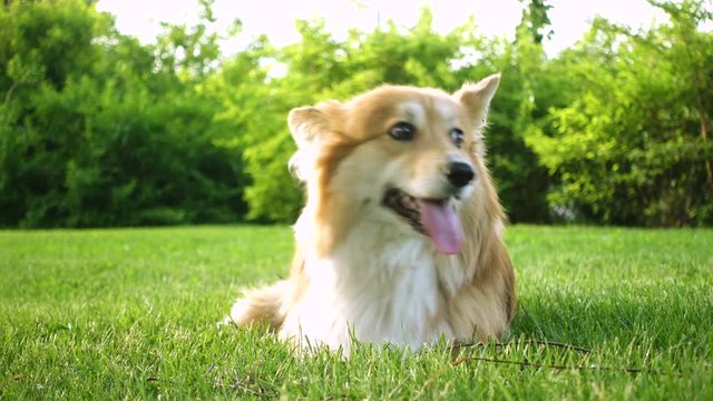 funny welsh corgi fluffy dog lying on a green grass