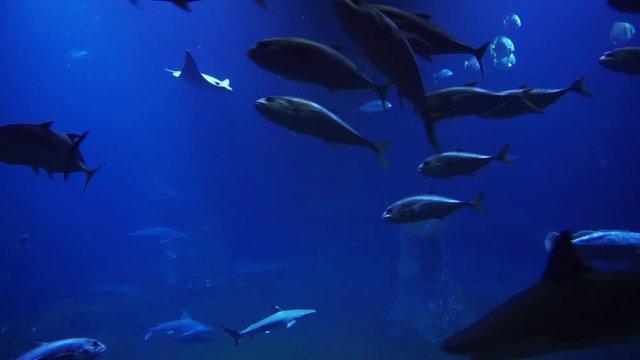 Underwater life in ocean or see showing how sharks stingrays and smaller fish behave themself in natural inviroment. Dark blue water