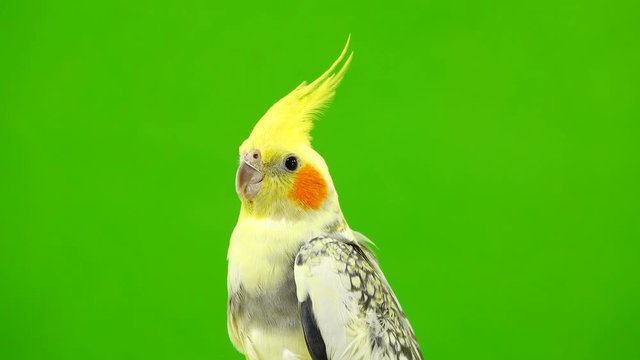 Corella parrot isolated on green screen