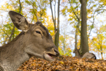 Damhirsch im Herbstwald