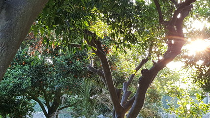 aranceto al tramonto