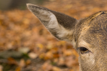Ohr und Auge eines Damhirsches