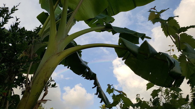 arcobaleno tra i banani
