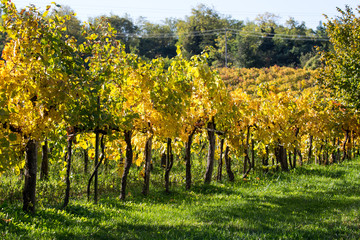 vineyard in autumn