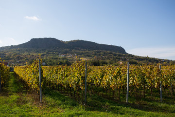 Fototapeta na wymiar vineyard in autumn