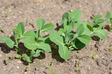 Shoots of green peas in the vegetable garden