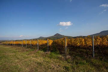 Obraz premium vineyard in autumn at Badacsony