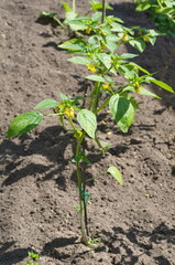 Physalis (Winter cherry) growing in the garden
