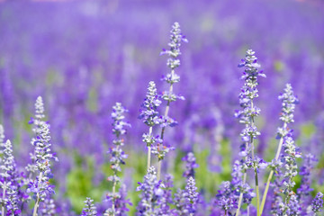 Beautiful Blooming Purple Salvia (Blue sage) flower field in outdoor garden.Blue Salvia is herbal plant in the mint family. - Image