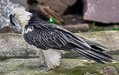 Bearded vulture. Latin name - Gypaetus barbatus	