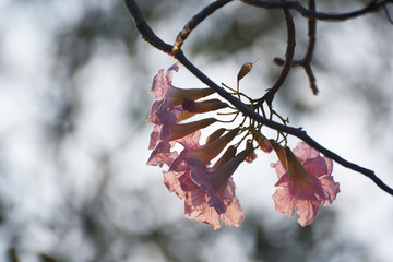Beautiful pink tabebuia rosea on the tree branch