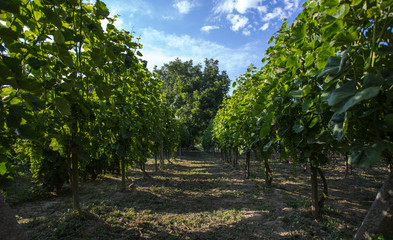 Fototapeta na wymiar Grape farm