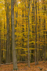 Obraz premium Gelb verfärbtes Herbstlaub