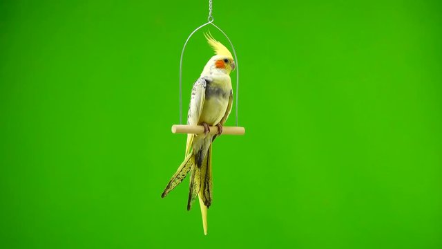 Corella parrot isolated on green screen