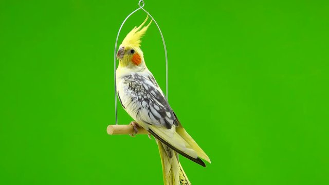 Corella parrot isolated on green screen