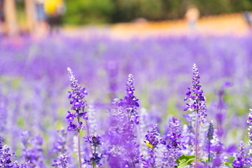 Obraz premium Beautiful Blooming Purple Salvia (Blue sage) flower field in outdoor garden.Blue Salvia is herbal plant in the mint family. - Image